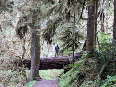 Image of a forest in Oregon.