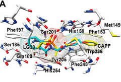 Figure 2. Docking of saccharin-based inhibitors into the active site of the rhomboid protease GlpG.