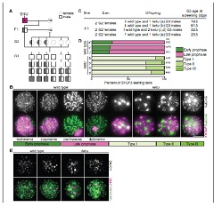 Figure 1. Mice from the ENU-induced mutant line ketu have meiotic defects.